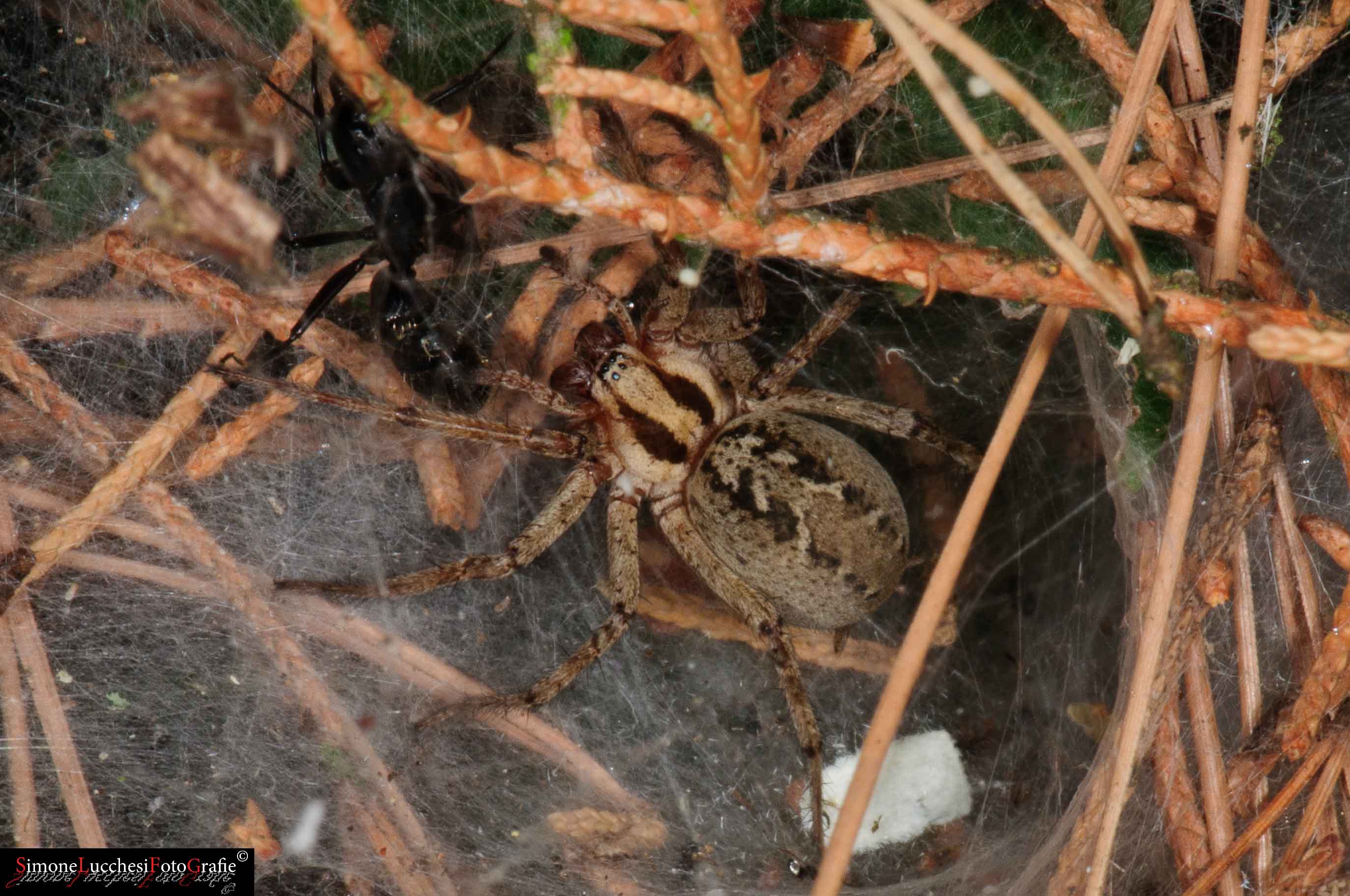 Agelena labyrinthica